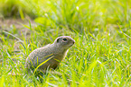 European ground squirrel