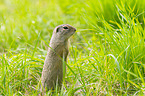 European ground squirrel