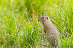 European ground squirrel
