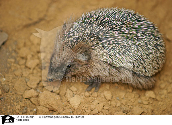 hedgehog / RR-00584
