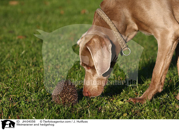 Weimaraner und Igel / Weimaraner and hedgehog / JH-04056