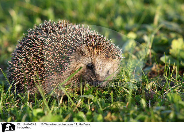 hedgehog / JH-04249