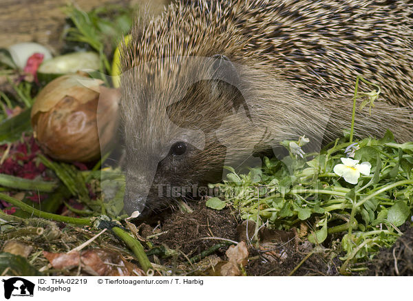Braunbrustigel / hedgehog / THA-02219