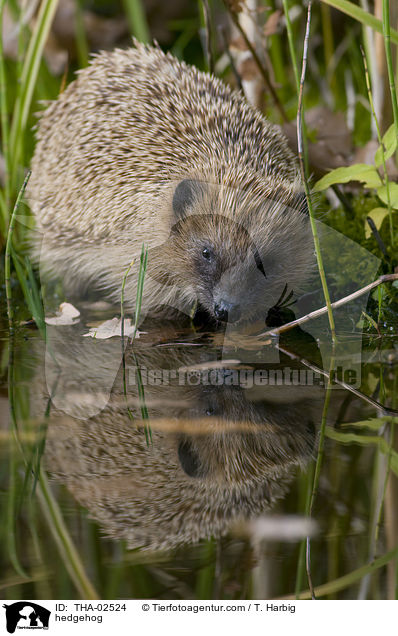 hedgehog / THA-02524
