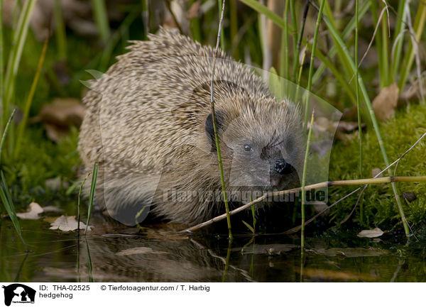 Braunbrustigel / hedgehog / THA-02525