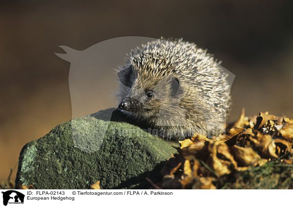 European Hedgehog / FLPA-02143