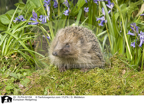 European Hedgehog / FLPA-02158