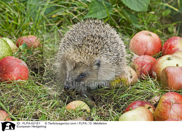 European Hedgehog / FLPA-02161