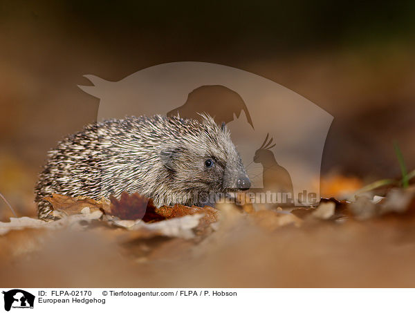 European Hedgehog / FLPA-02170