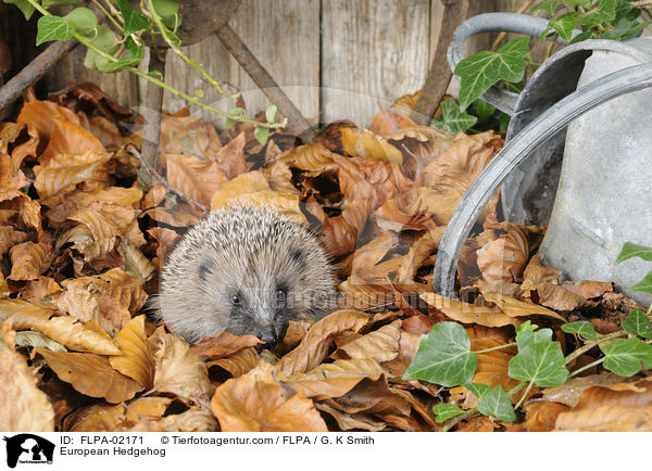 European Hedgehog / FLPA-02171