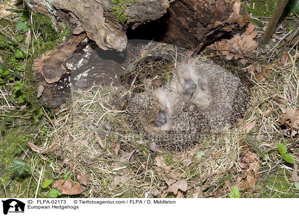 European Hedgehogs / FLPA-02173