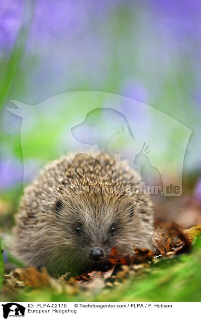 European Hedgehog / FLPA-02179