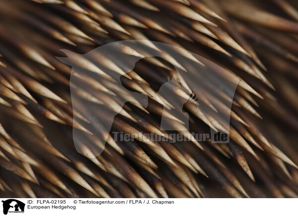 European Hedgehog / FLPA-02195