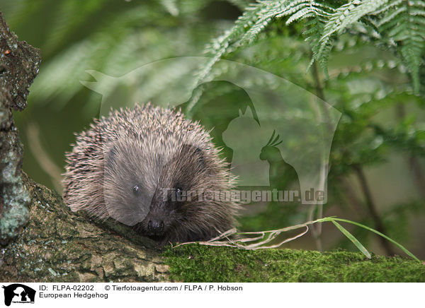 European Hedgehog / FLPA-02202
