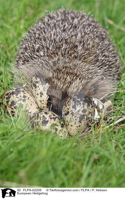 European Hedgehog / FLPA-02206