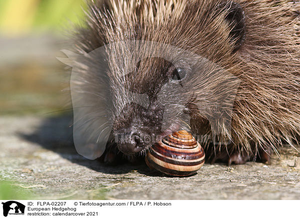 European Hedgehog / FLPA-02207