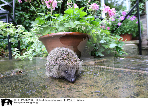 European Hedgehog / FLPA-02208