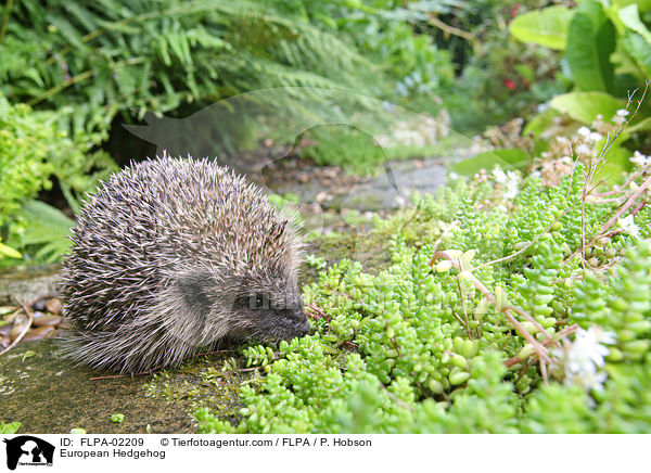European Hedgehog / FLPA-02209