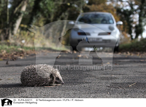 European Hedgehog / FLPA-02211