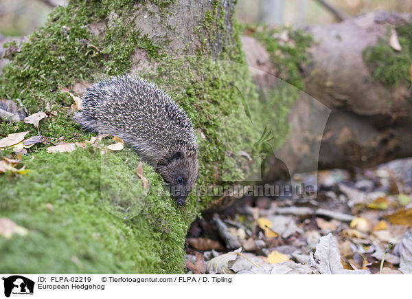 European Hedgehog / FLPA-02219