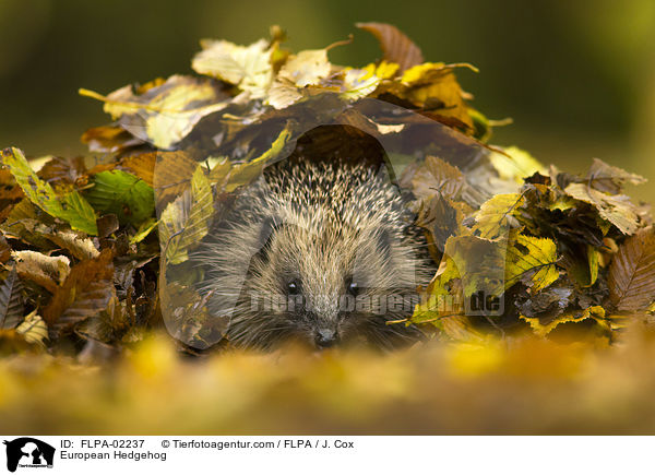 European Hedgehog / FLPA-02237