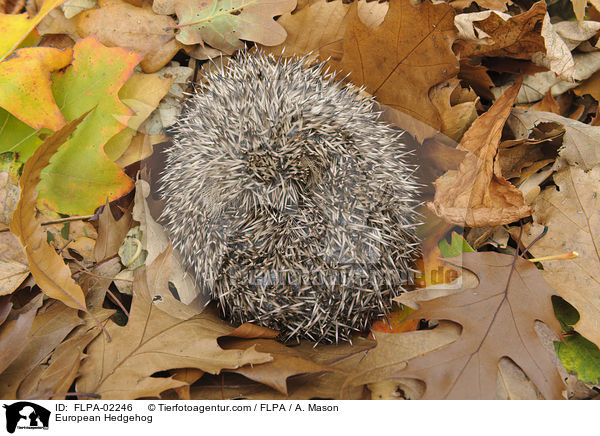 European Hedgehog / FLPA-02246