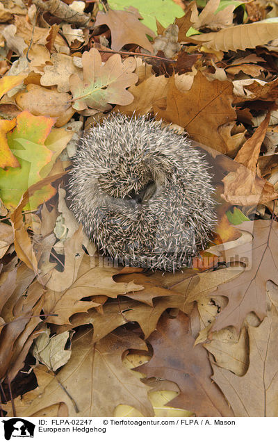 European Hedgehog / FLPA-02247