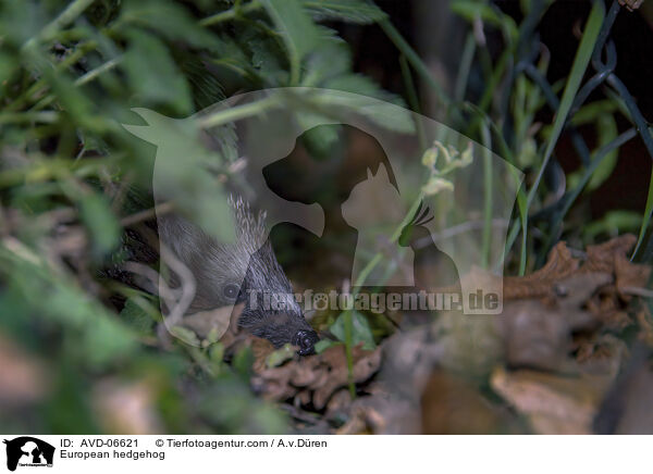 European hedgehog / AVD-06621