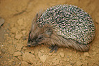 hedgehog