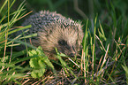 hedgehog