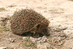 hedgehog