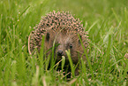 hedgehog in the meadow