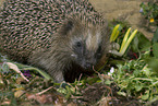 hedgehog