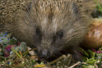 hedgehog