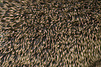 hedgehog