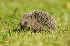 hedgehog
