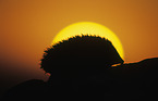 European Hedgehog