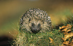 European Hedgehog