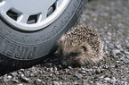 European Hedgehog