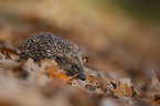 European Hedgehog