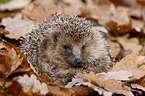 European Hedgehog