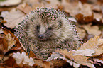 European Hedgehog