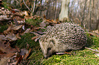 European Hedgehog