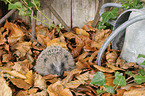 European Hedgehog