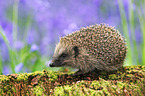European Hedgehog