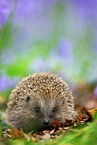 European Hedgehog