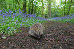 European Hedgehog