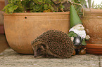 European Hedgehog
