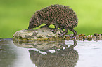 European Hedgehog