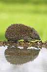 European Hedgehog